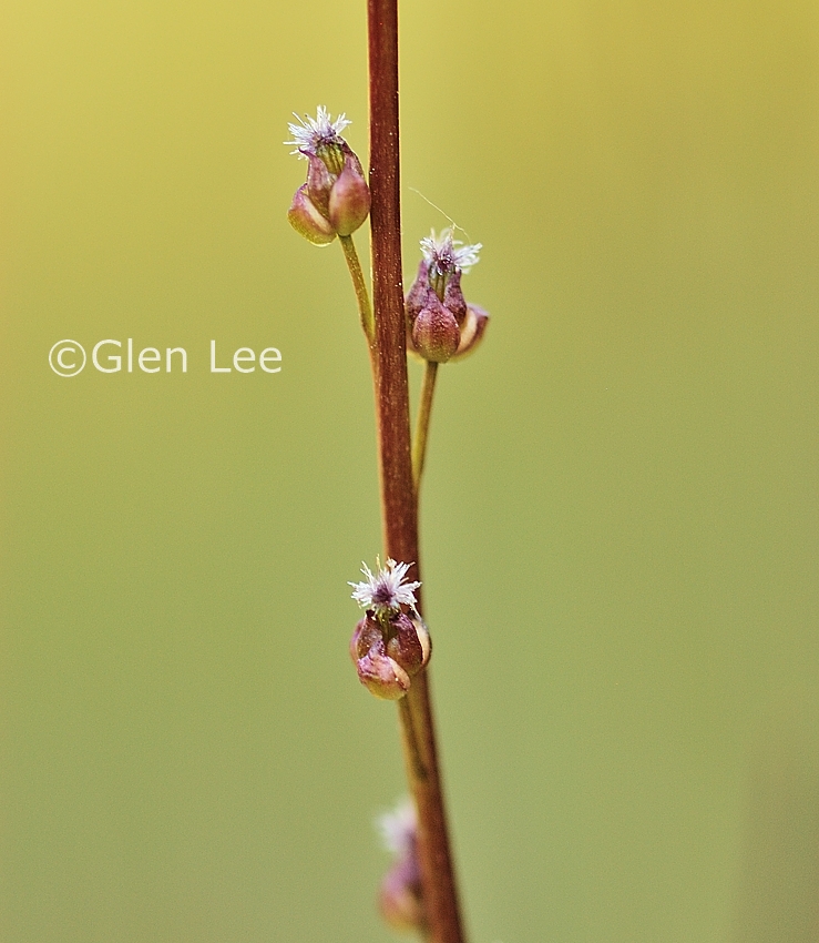 Triglochin palustris photos Saskatchewan Wildflowers
